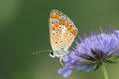 Aricia agestis