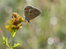 Aricia agestis