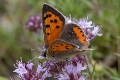 Lycaena phlaeas