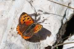 Lycaena phlaeas