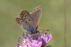 Plebejus argyrognomon