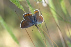 Plebejus argyrognomon