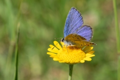 Plebejus argyrognomon