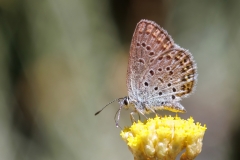 Plebejus bellieri villai