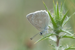 Polyommatus daphnis