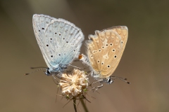 Polyommatus daphnis
