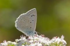 Polyommatus daphnis