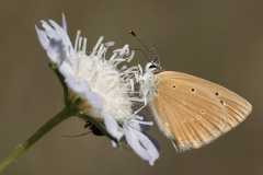 Polyommatus dolus