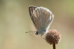 Polyommatus dolus