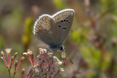 Polyommatus dorylas