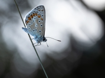 Polyommatus icarus