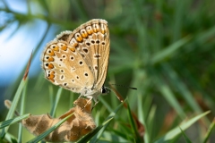Polyommatus icarus