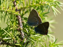 Satyrium ilicis
