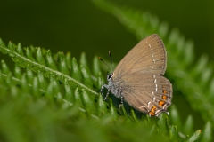 Satyrium ilicis