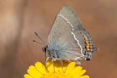 Satyrium spini