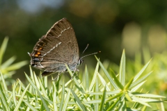 Satyrium spini