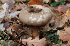 Lycoperdon excipuliforme