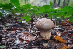Lycoperdon excipuliformis