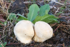 Lycoperdon pratense