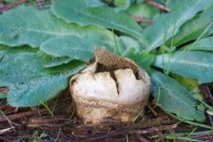 Lycoperdon pratense