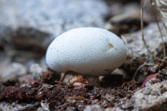 Lycoperdon pratense