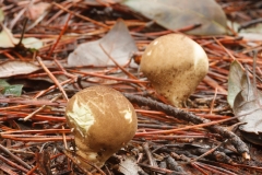Lycoperdon umbrinum