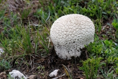Lycoperdon utriforme