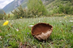 Lycoperdon utriforme