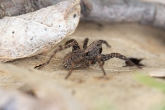 Alopecosa albofasciata