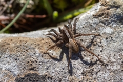 Alopecosa farinosa