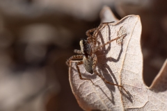 Pardosa lugubris