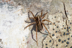 Pardosa lugubris (gr)