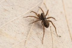 Pardosa sp