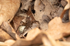 Pardosa sp
