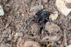 Trochosa sp