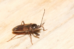 Eremocoris fenestratus