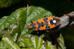 Lygaeus equestris
