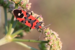 Lygaeus equestris