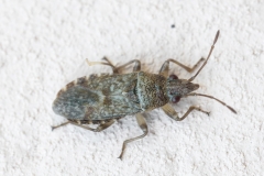 Orsillus maculatus