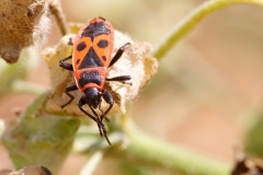Pyrrhocoris apterus