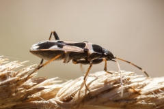 Raglius confusus
