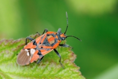 Spilostethus pandurus