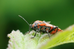 Spilostethus pandurus