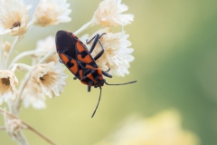 Spilostethus saxatilis