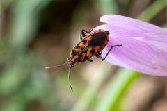 Spilostethus saxatilis