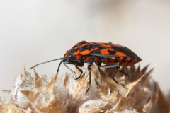 Spilostethus saxatilis