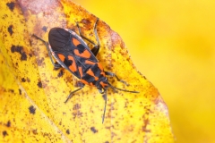 Spilostethus saxatilis