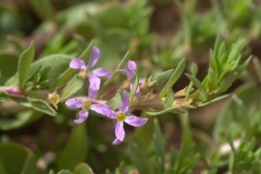 Lythrum hyssopifolia