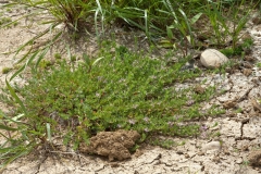 Lythrum hyssopifolia