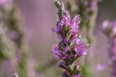 Lythrum salicaria